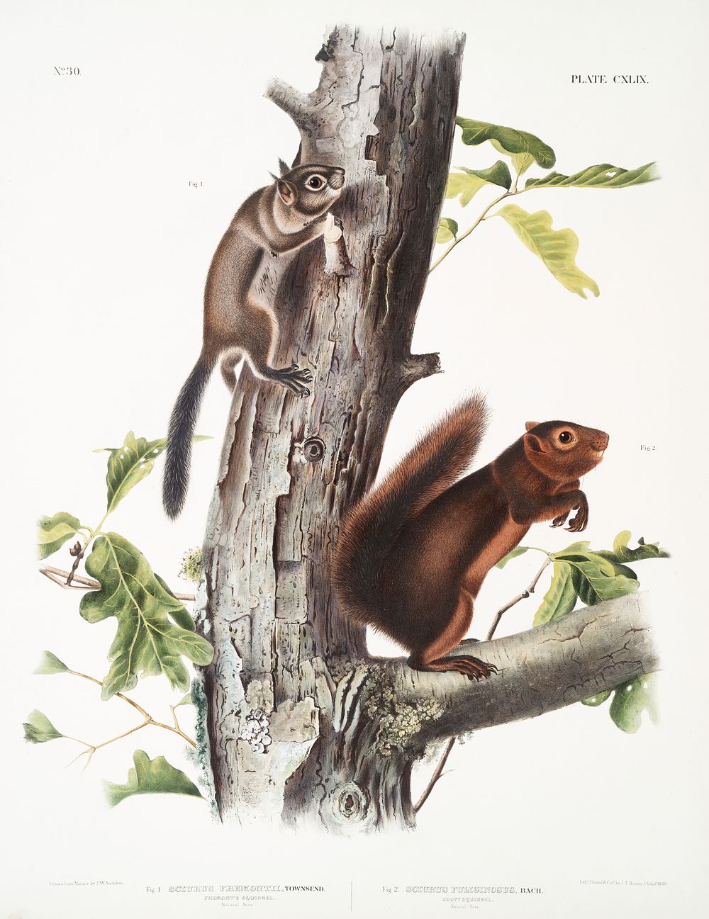 Fremont's Squirrel (Sciurus Fremonsii) and Sooty Squirrel (Sciurus fuliginosus) from the viviparous quadrupeds of North…