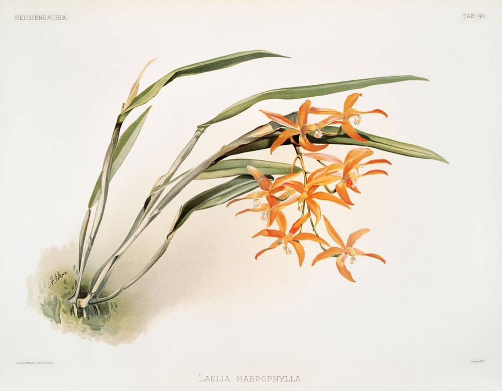 Laella harpophylla from Reichenbachia Orchids (1888-1894) illustrated by Frederick Sander (1847-1920). Original from The New…
