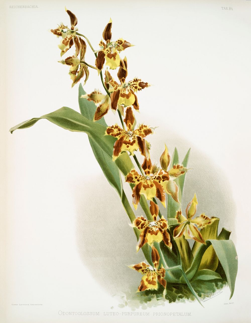 Odontoglossum luteo-purpureum prionopetalum from Reichenbachia Orchids (1888-1894) illustrated by Frederick Sander (1847…