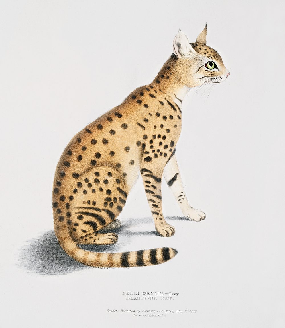 Beautiful Cat (Felis ornata) from Illustrations of Indian zoology (1830-1834) by John Edward Gray (1800-1875). Original from…