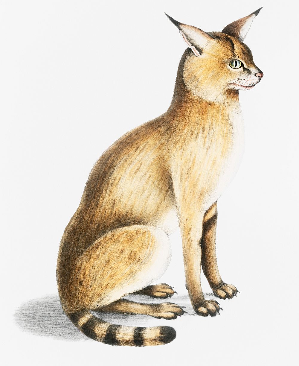 Allied Cat (Felis affinis) from Illustrations of Indian Zoology (1830-1834) by John Edward Gray (1800-1875).