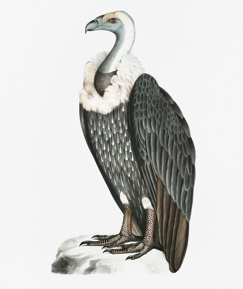 White-backed Vulture (Vultur leuconota) from Illustrations of Indian zoology (1830-1834) by John Edward Gray (1800-1875)