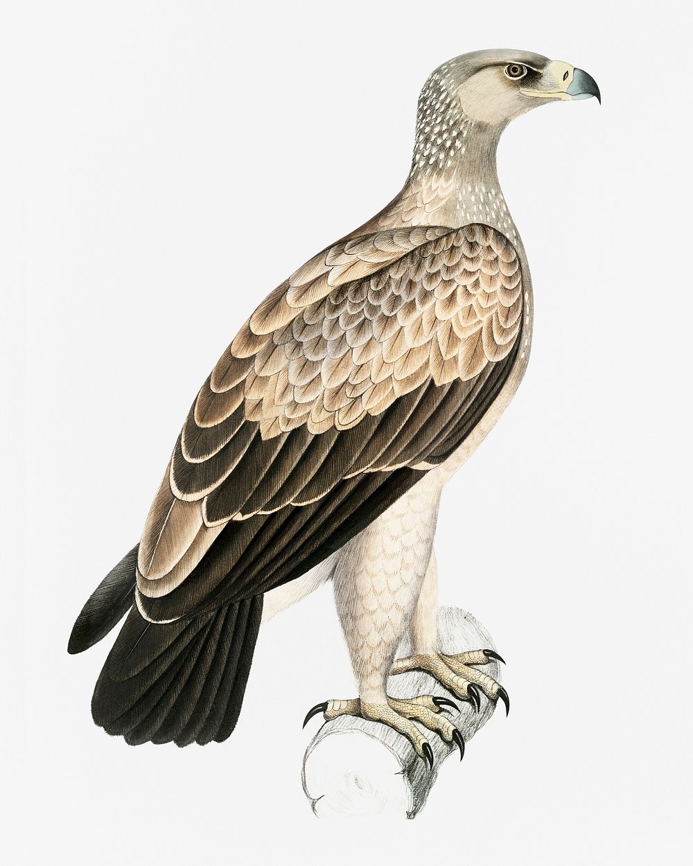 White Dotted Eagle (Aquila punctata) from Illustrations of Indian zoology (1830-1834) by John Edward Gray (1800-1875)