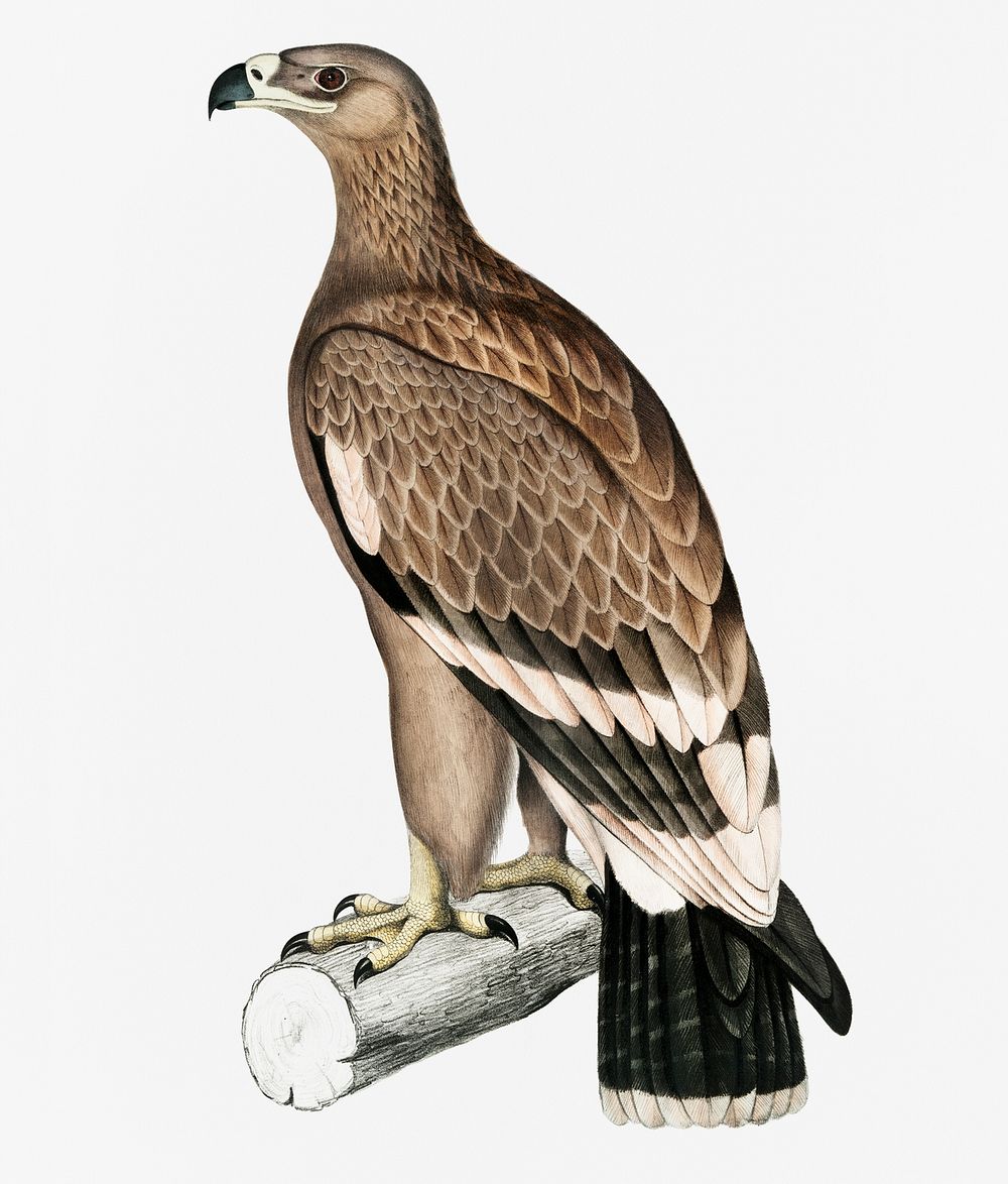 White-banded Eagle (Aquila bifasciata) from Illustrations of Indian zoology (1830-1834) by John Edward Gray (1800-1875)