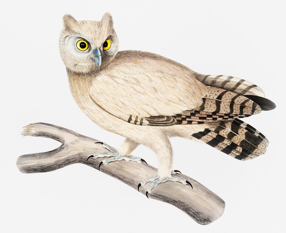 Coromandel Owl (Strix Coromandra) from Illustrations of Indian zoology (1830-1834) by John Edward Gray (1800-1875)