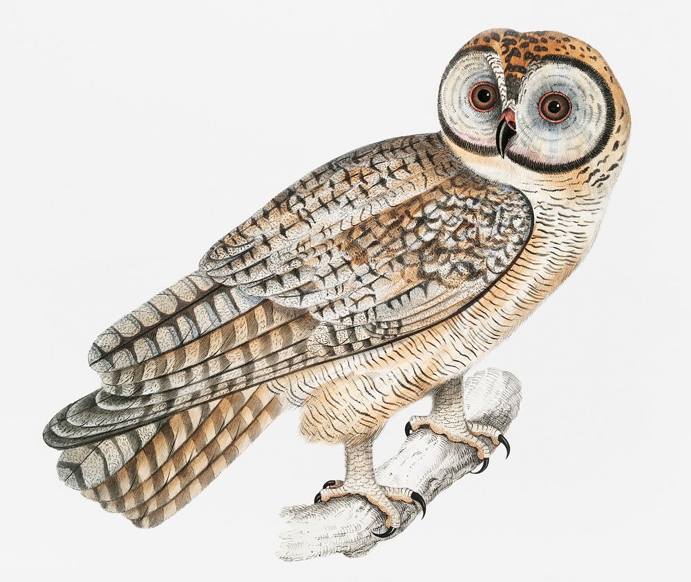 Chinese Owl (Strix Sinensis) from Illustrations of Indian zoology (1830-1834) by John Edward Gray (1800-1875)