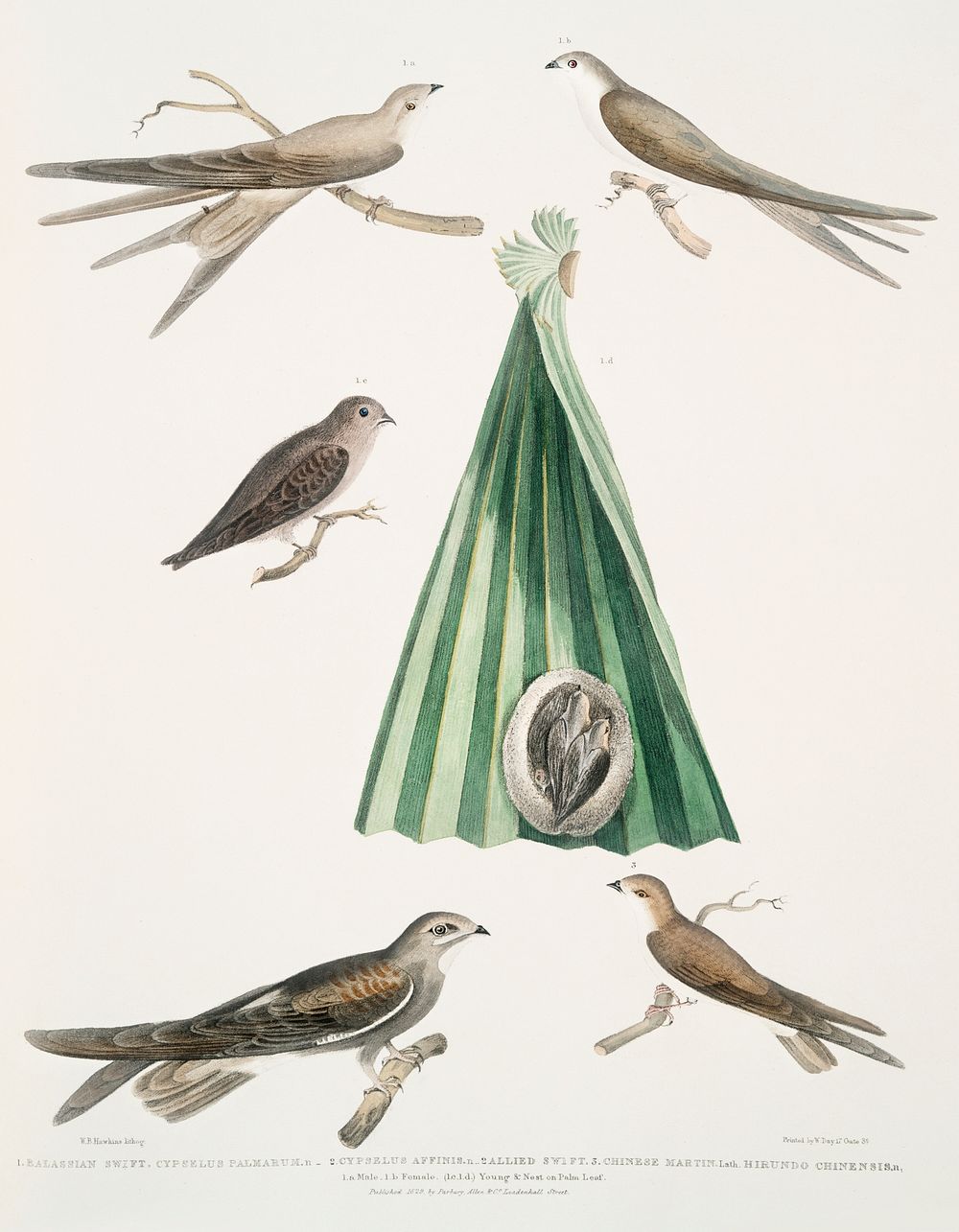 1. Balassian [Balastian] Swift (Cypselus palmarum) 1a.