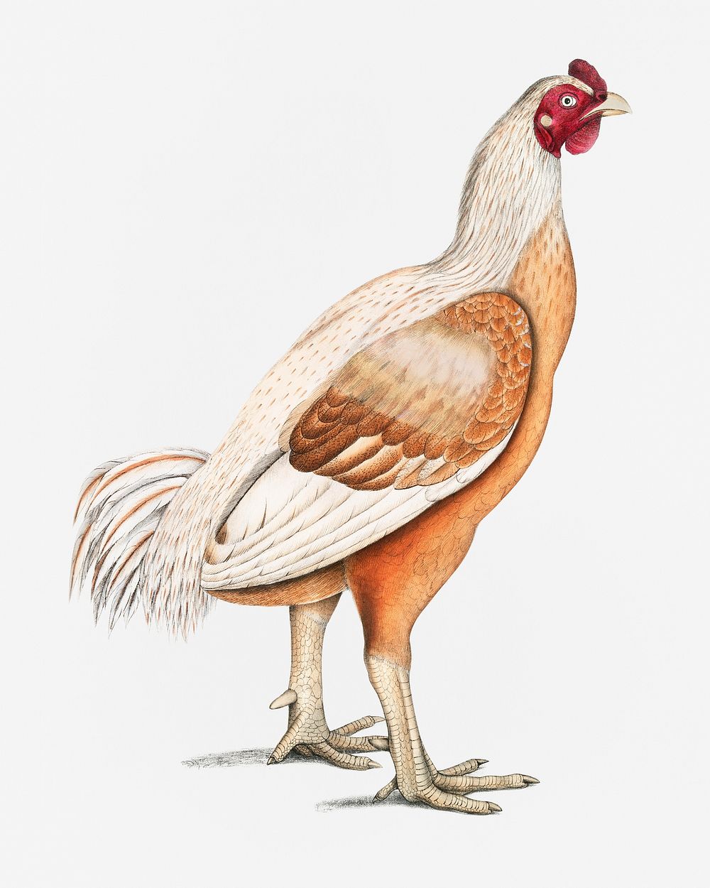 Malabar Cock (Gallus gigantea) Natural size from Illustrations of Indian zoology (1830-1834) by John Edward Gray (1800-1875)