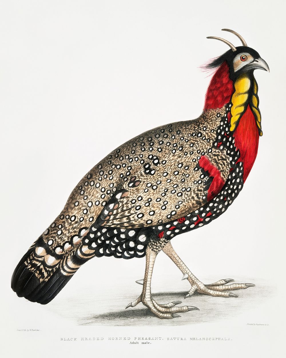 Discover the Incredible Art of John Edward Gray's 'Illustrations of Indian  Zoology'!