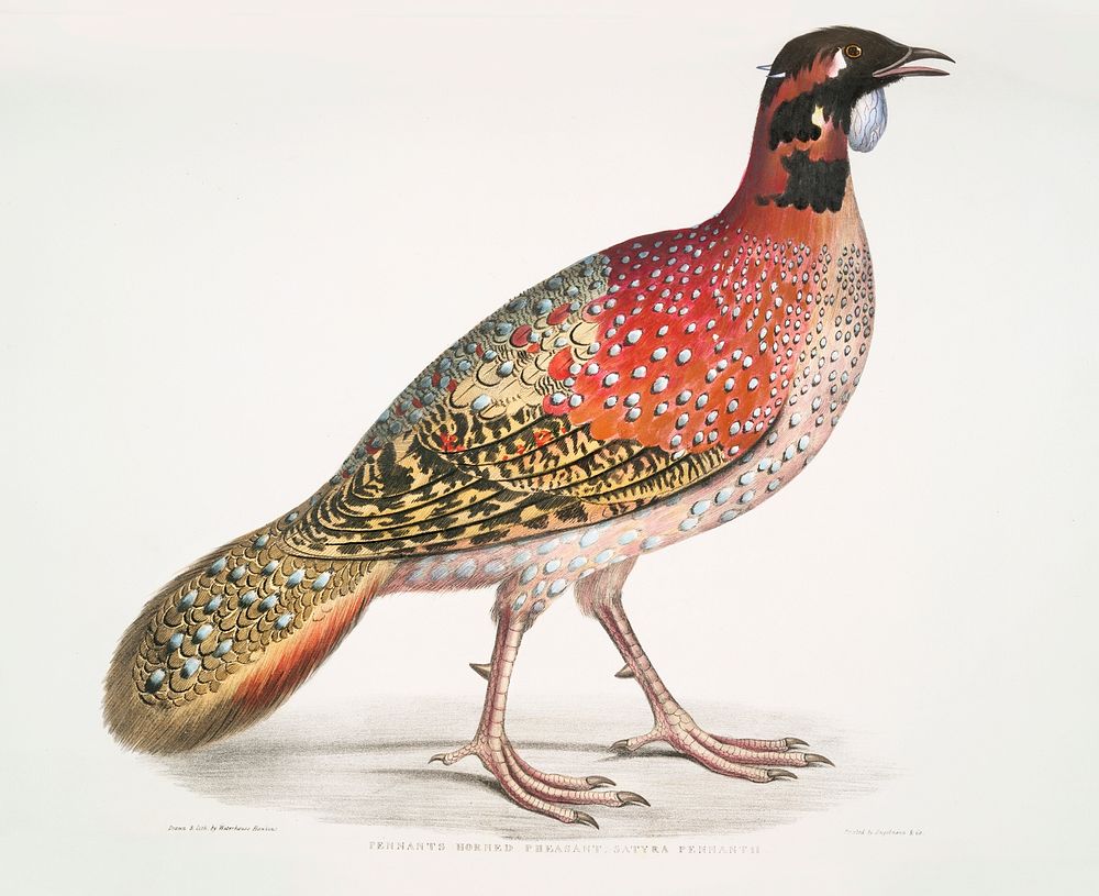 Pennant's Horned Pheasant (Satyra Pennatii) from Illustrations of Indian zoology (1830-1834) by John Edward Gray (1800…