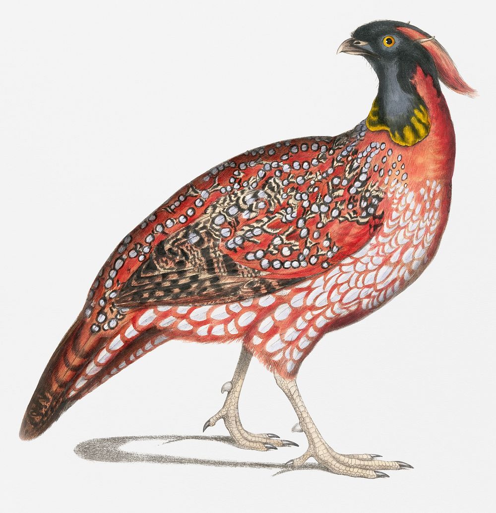 Chinese Horned Pheasant (Satyra Temminckii) 3/4 Nat. length from Illustrations of Indian zoology (1830-1834) by John Edward…