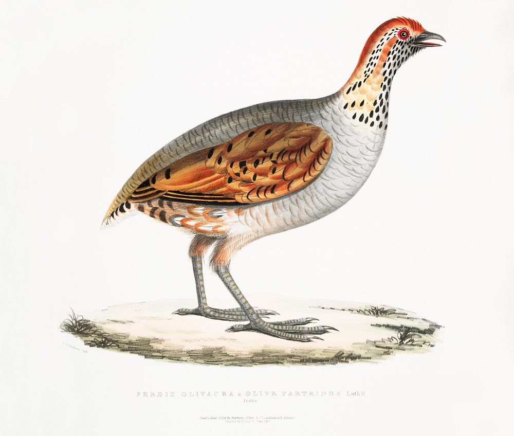 Olive Partridge (Perdix olivacea) from Illustrations of Indian zoology (1830-1834) by John Edward Gray (1800-1875). Original…
