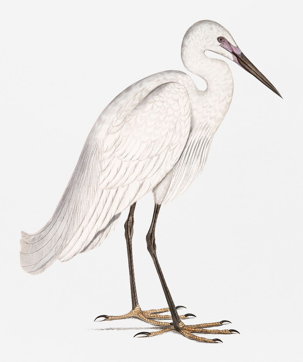 Indian white Heron (Ardea orientalis) from Illustrations of Indian zoology (1830-1834) by John Edward Gray (1800-1875)