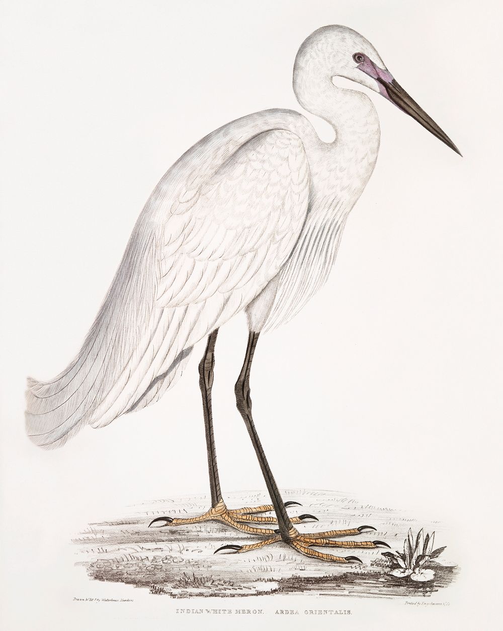 Indian white Heron (Ardea orientalis) from Illustrations of Indian zoology (1830-1834) by John Edward Gray (1800-1875).…