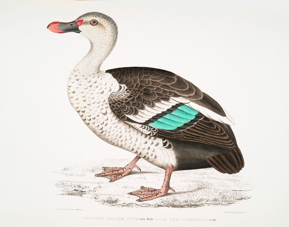 Spotted Billed Duck (Anas poecillorhyncha) from Illustrations of Indian zoology (1830-1834) by John Edward Gray (1800-1875).…