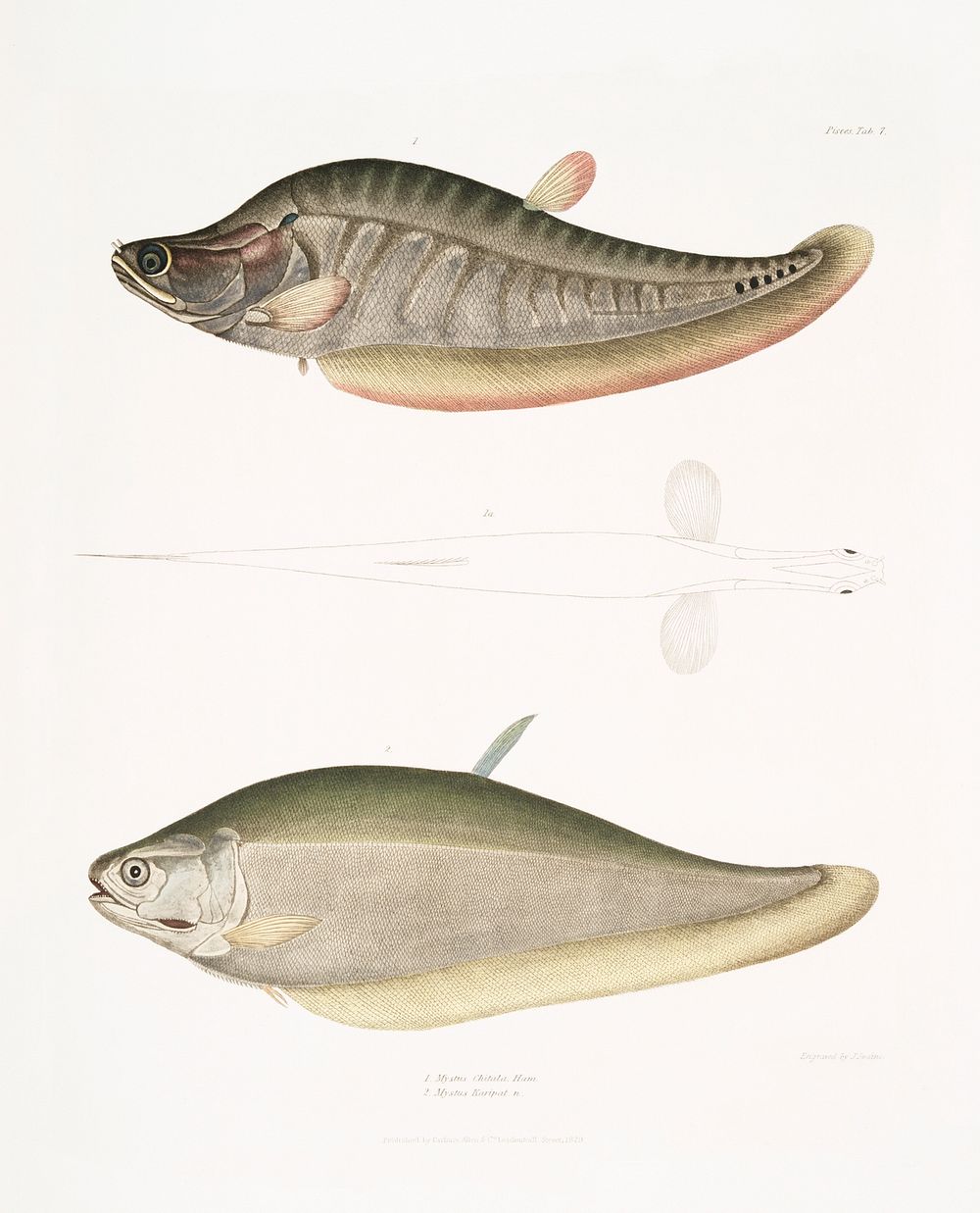 1. Chitala Mystus (Mystus Chitala); 2. Kapirat Mystus (Mystus Kapirat) from Illustrations of Indian zoology (1830-1834) by…