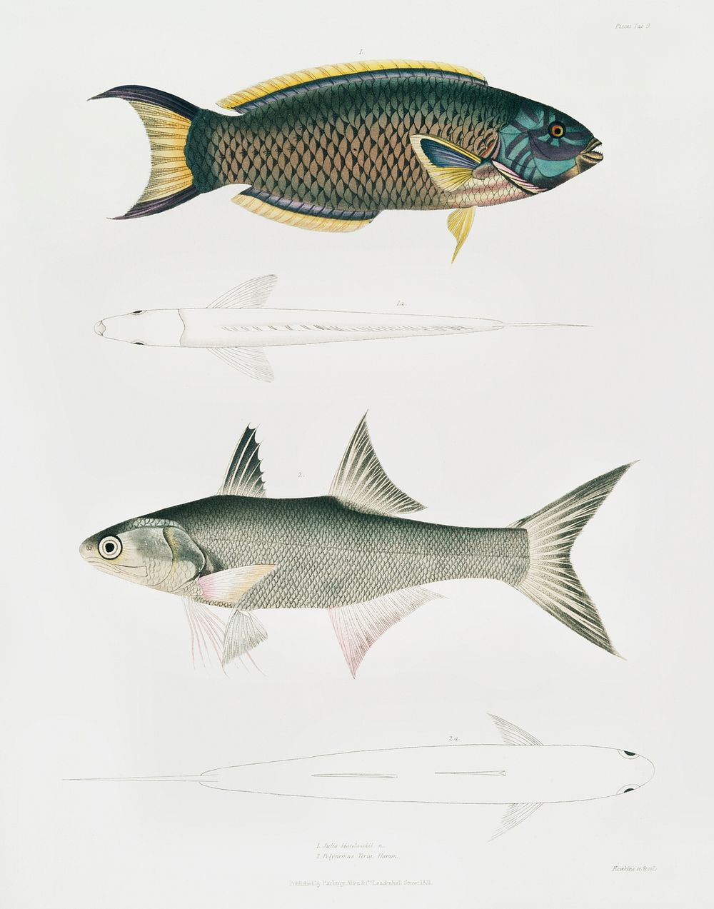 1. Hardwicke's Julis (Julis Hardwickii); 2. Short-rayed Paradise Fish (Polynemus Teria) from Illustrations of Indian zoology…