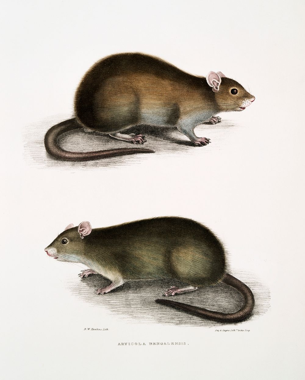 Bengal Field Rat (Arvicola Bengalensis) from Illustrations of Indian zoology (1830-1834) by John Edward Gray (1800-1875).…