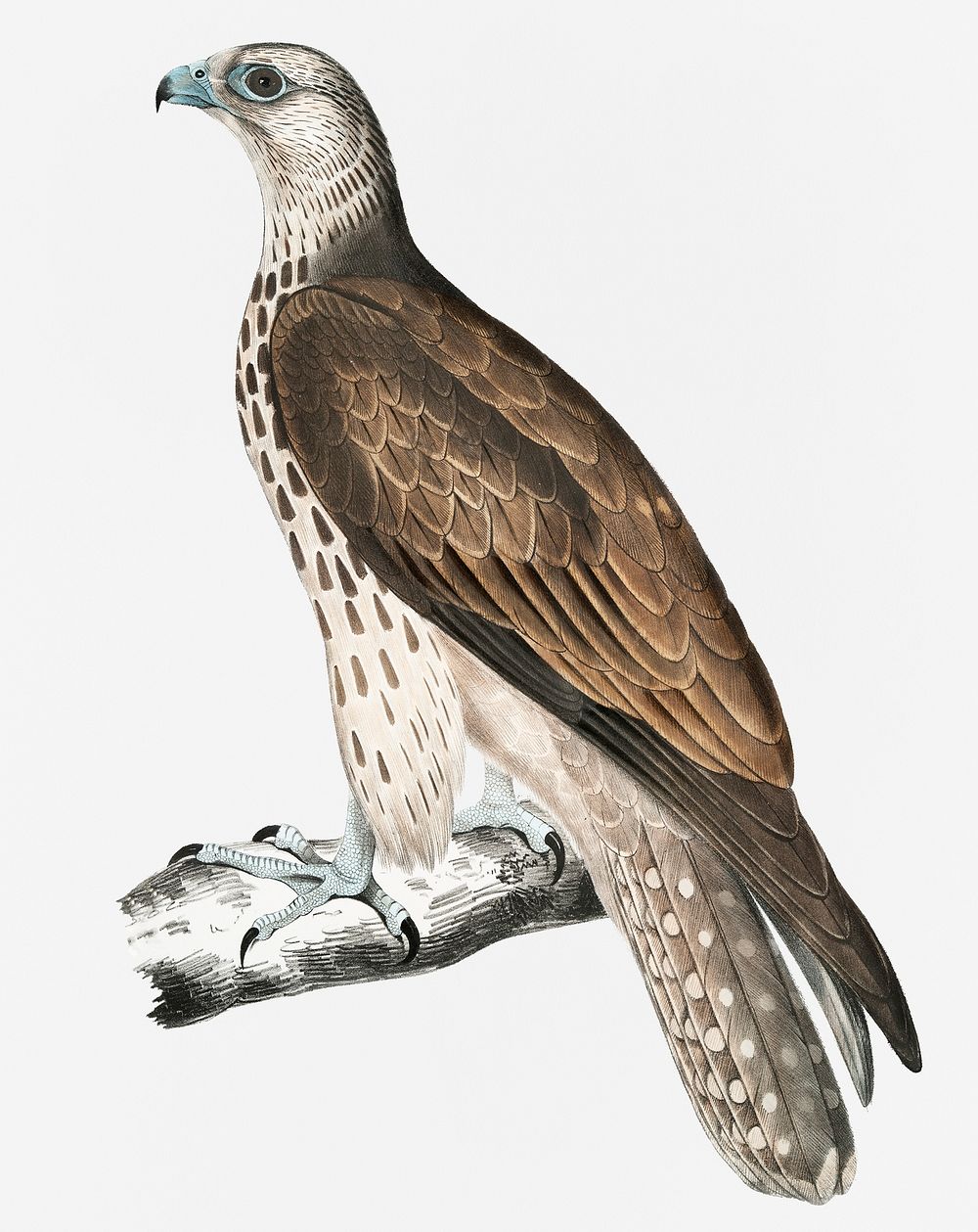 Cherrug Falcon (Falco cherrug) from Illustrations of Indian zoology (1830-1834) by John Edward Gray (1800-1875)