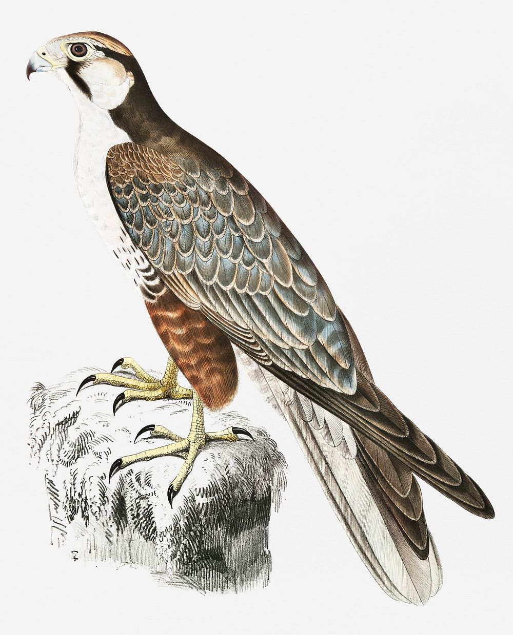 Jugger Falcon (Falco Jugger) 1. Male, 2. Female from Illustrations of Indian zoology (1830-1834) by John Edward Gray (1800…