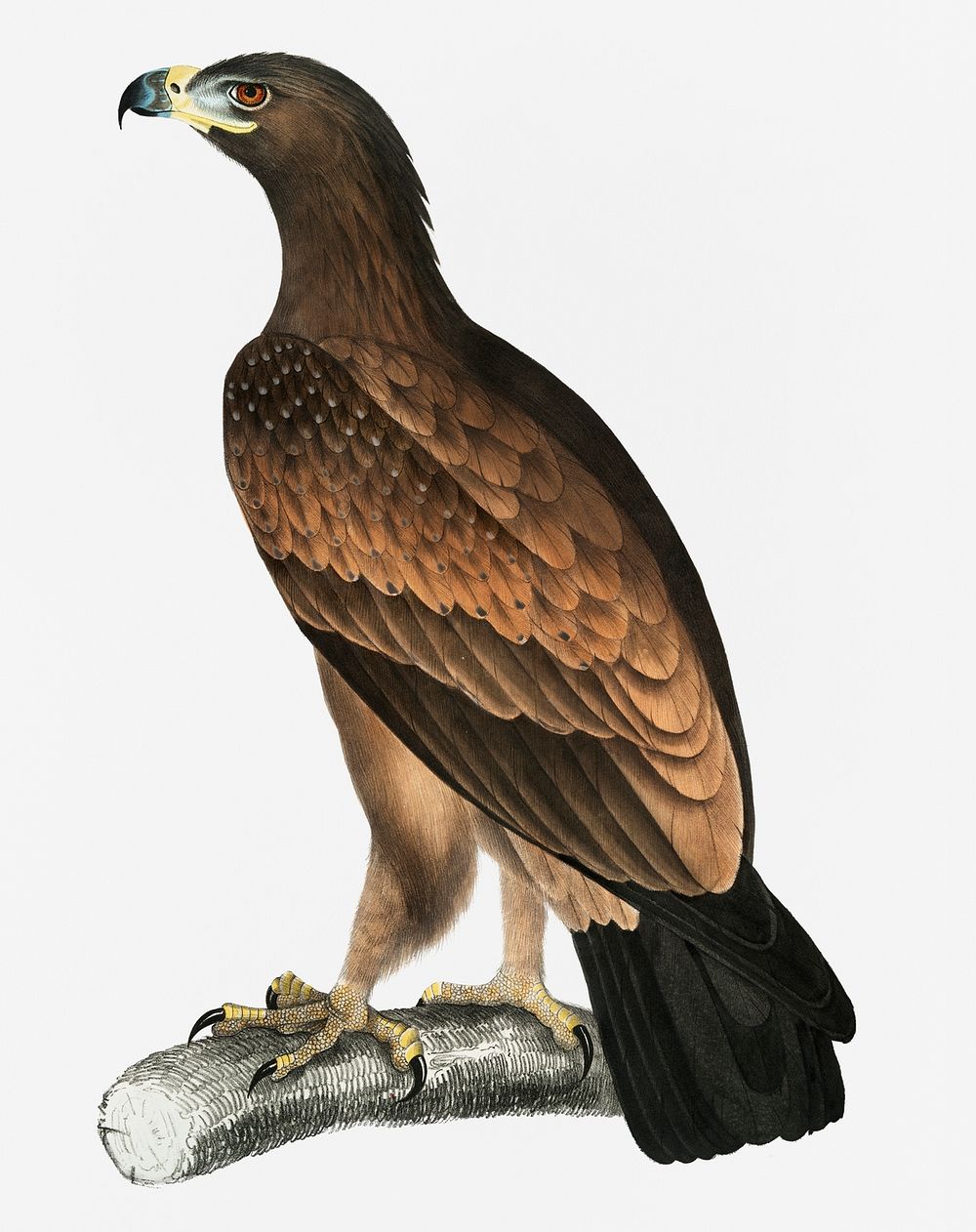 Brown Eagle (Aquilla fusca) from Illustrations of Indian zoology (1830-1834) by John Edward Gray (1800-1875)