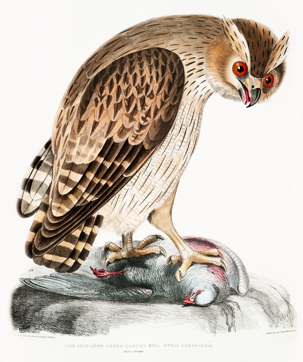 Shielded Legged Horned Owl (Strix Hardwickii) from Illustrations of Indian zoology (1830-1834) by John Edward Gray (1800…