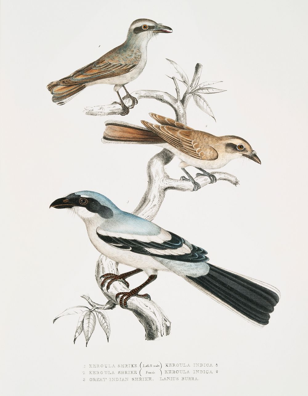 1, 2. Keroula Shrike, Male and Female (Keroula Indica) 3. Great Indian Shrike (Lanius Burra) from Illustrations of Indian…