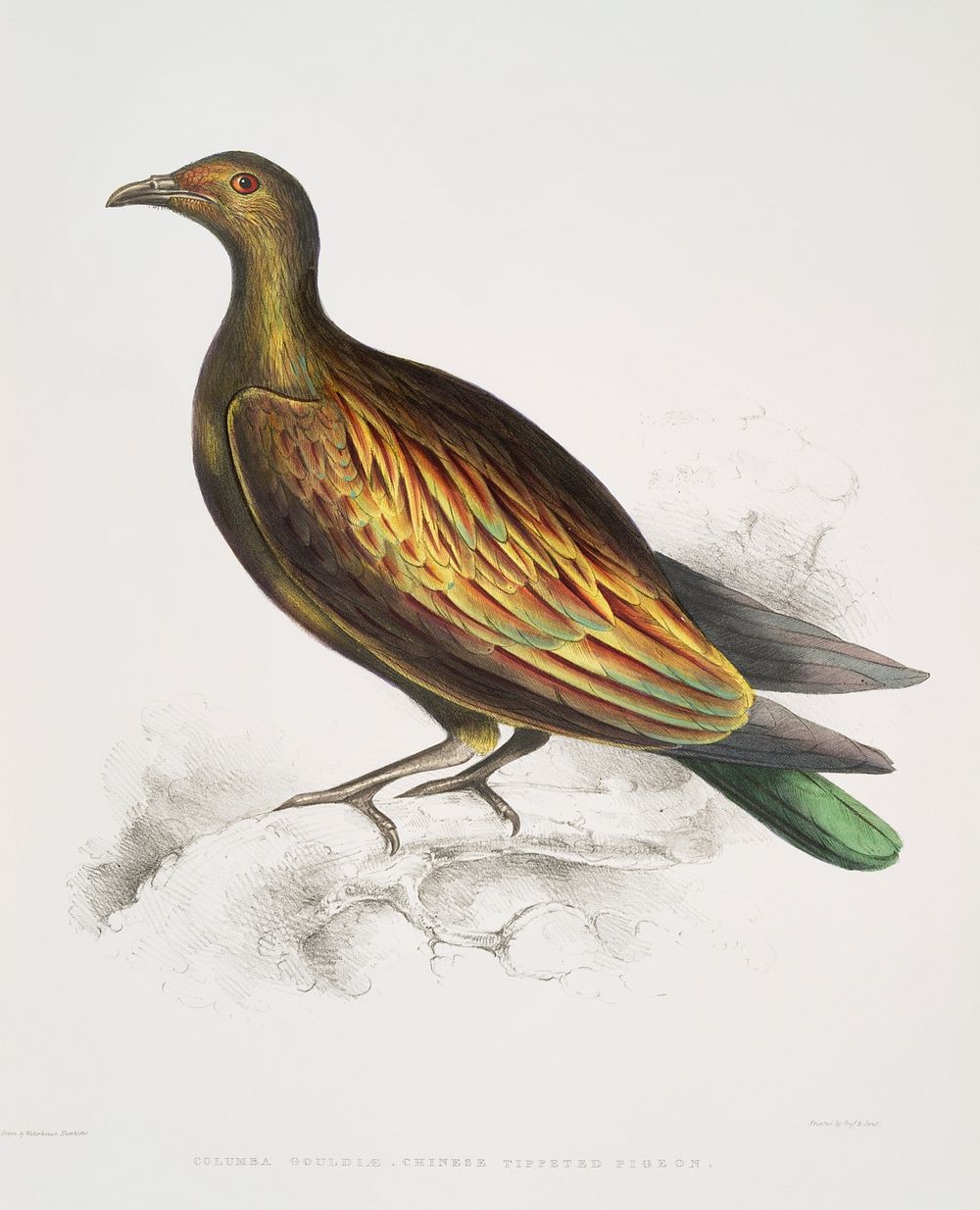 Chinese Tippeted Pigeon (Columba Gouldioe) from Illustrations of Indian zoology (1830-1834) by John Edward Gray (1800-1875).…