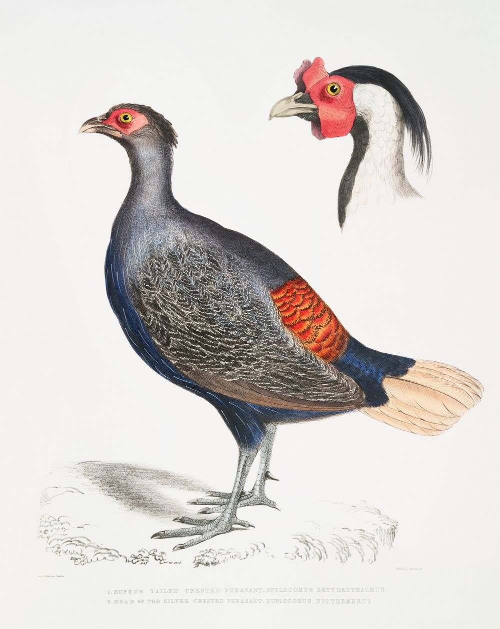 1. Rufous Tailed Crested Pheasant (Euplocomus erythrothalmus); 2. Head of Silver Crested Pheasant (Euplocomus Nycthemerus)…