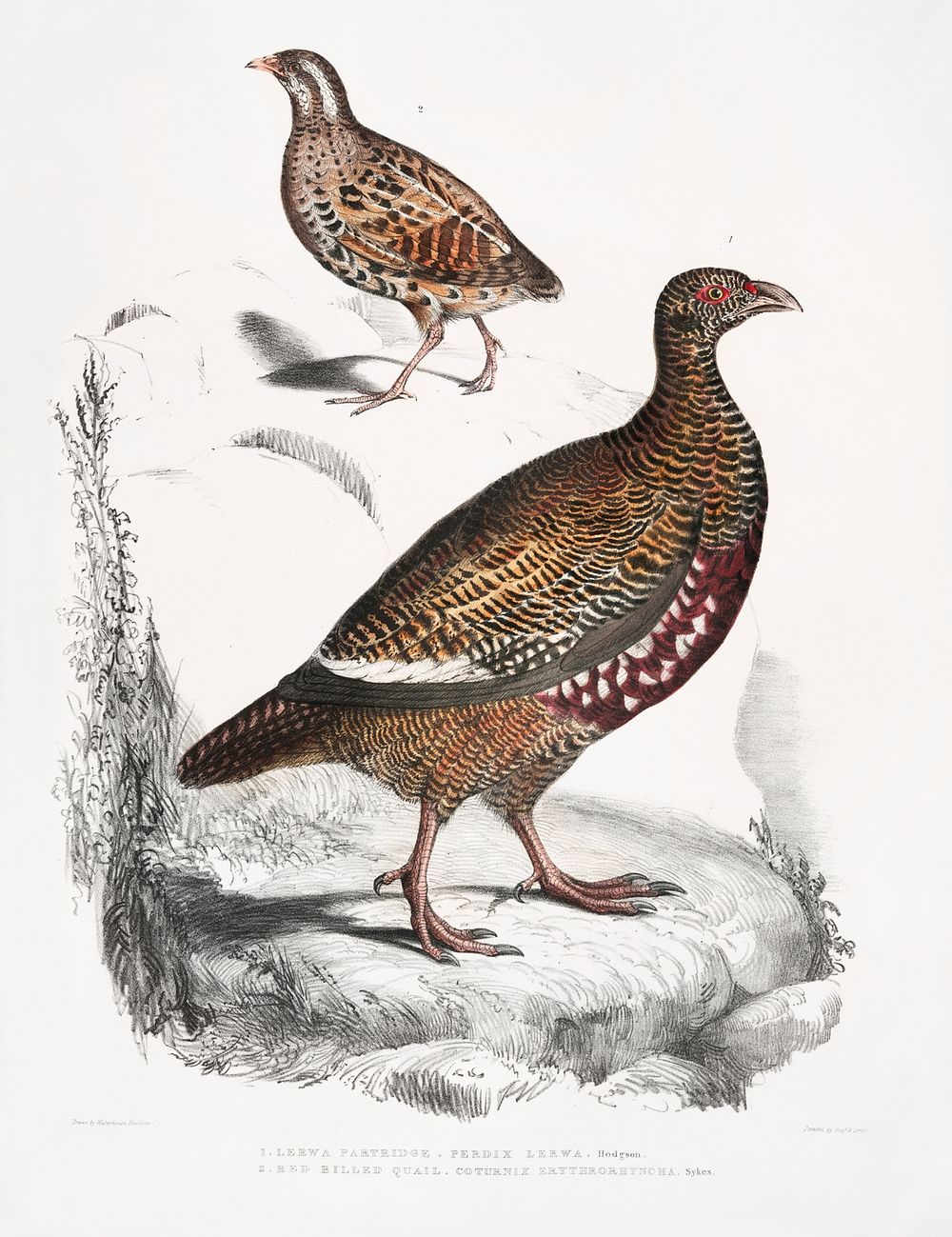 1. Lerwa Partridge (Perdix Lerwa); 2. Red Billed Quail (Coturnix erythrorhyncha) from Illustrations of Indian zoology (1830…