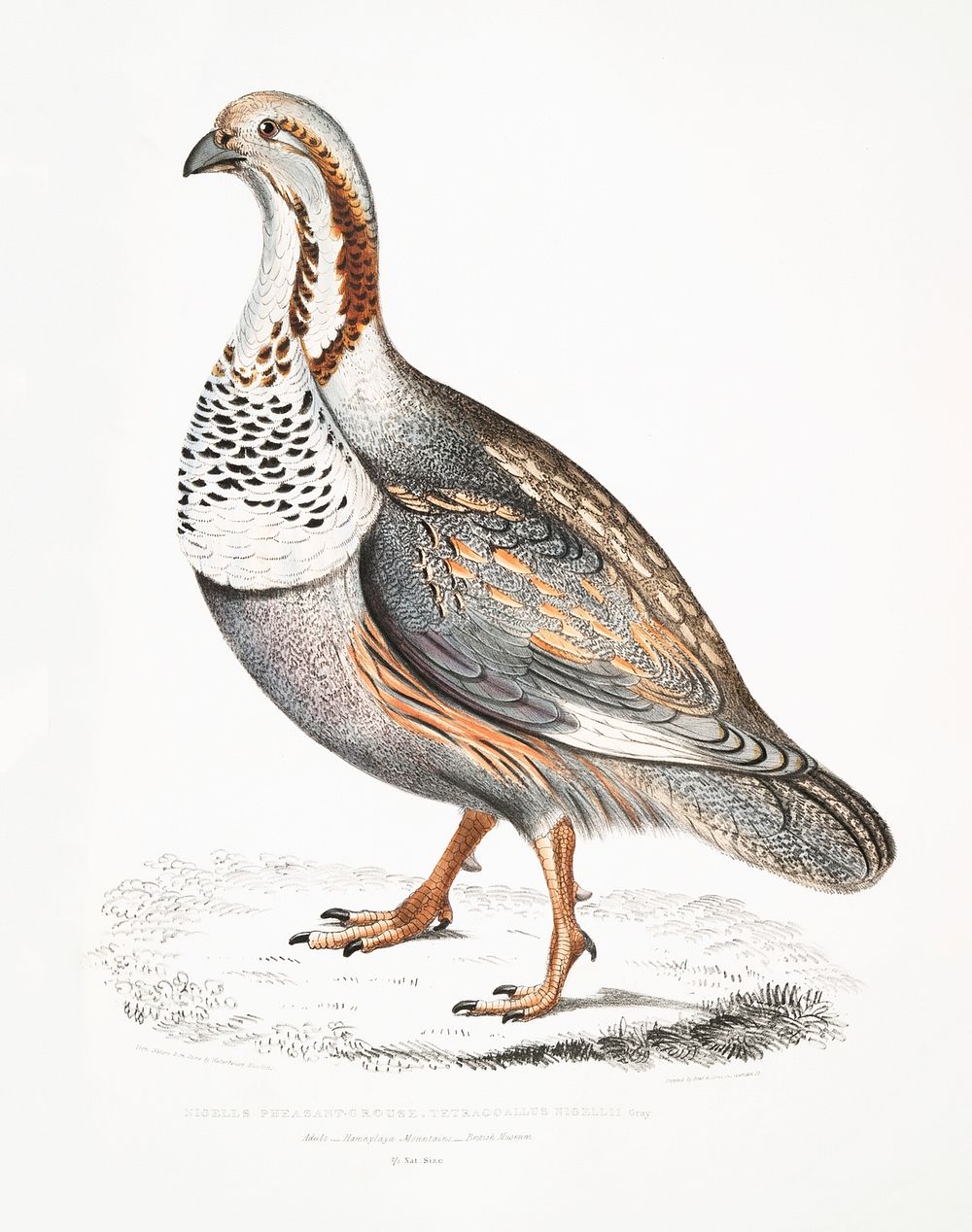 Nigell's Pheasant Grouse (Tetraogallus Nigellii) from Illustrations of Indian zoology (1830-1834) by John Edward Gray (1800…