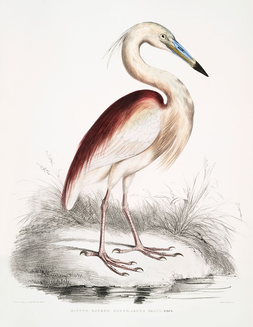 Marone Backed Heron (Ardea Grayii) from Illustrations of Indian zoology (1830-1834) by John Edward Gray (1800-1875).…
