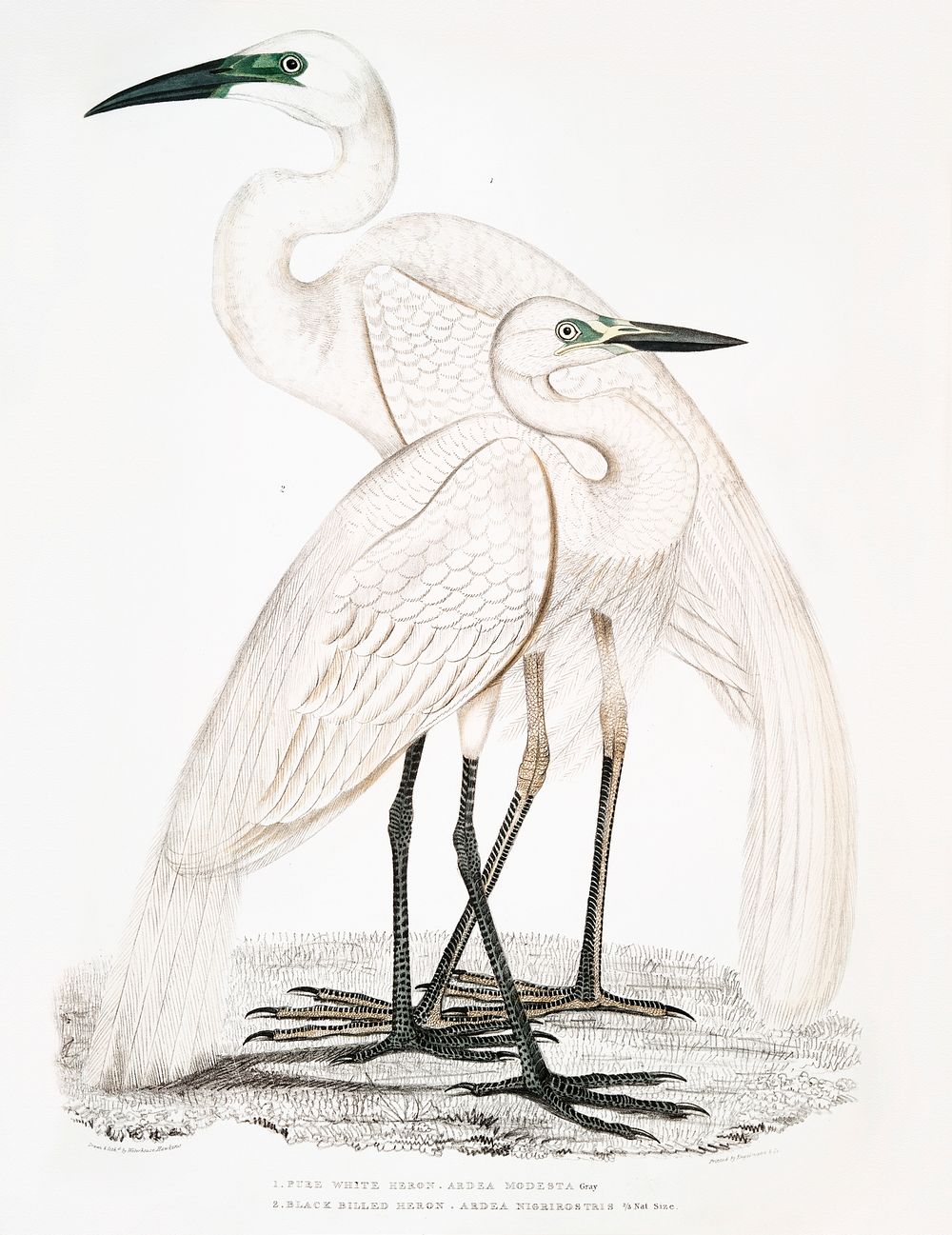 1. Pure White Heron (Ardea modesta); 2. Black Billed Heron (Ardea nigrirostris) from Illustrations of Indian zoology (1830…