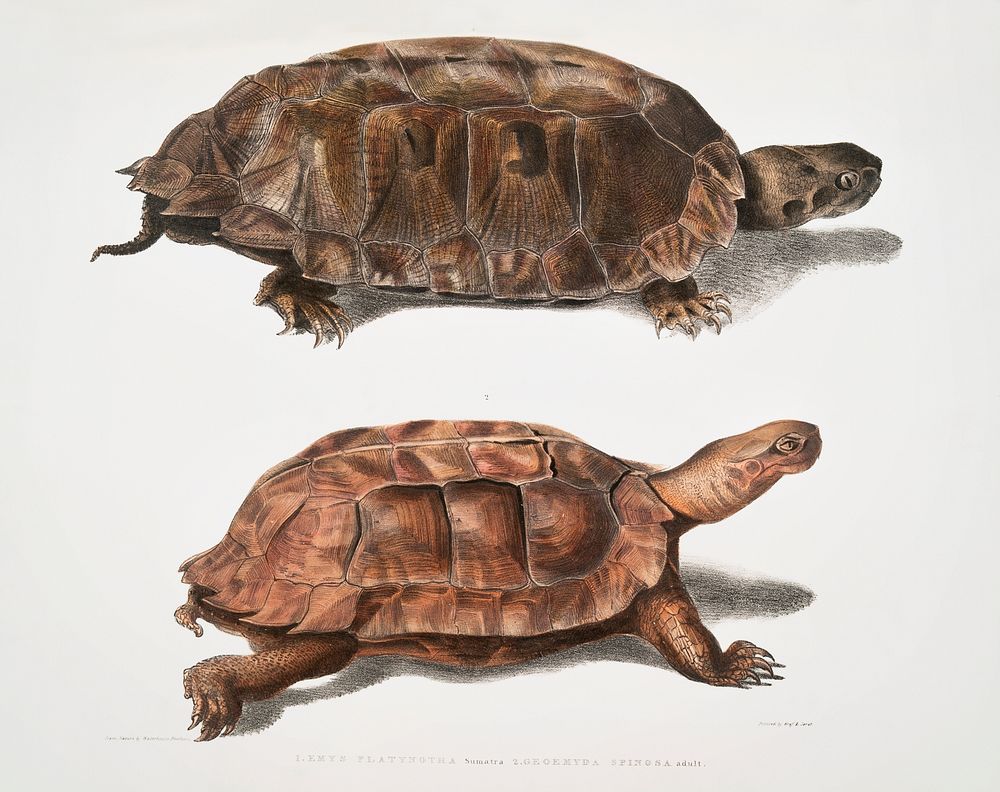 1. Flat Backed Terrapin (Emys platynota); 2. Spinose Land Terrapin (Geoemyda spinosa) from Illustrations of Indian zoology…