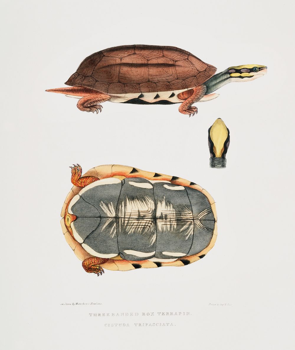 Three Banded Box Terrapin (Cistuda trifasciata) from Illustrations of Indian zoology (1830-1834) by John Edward Gray (1800…