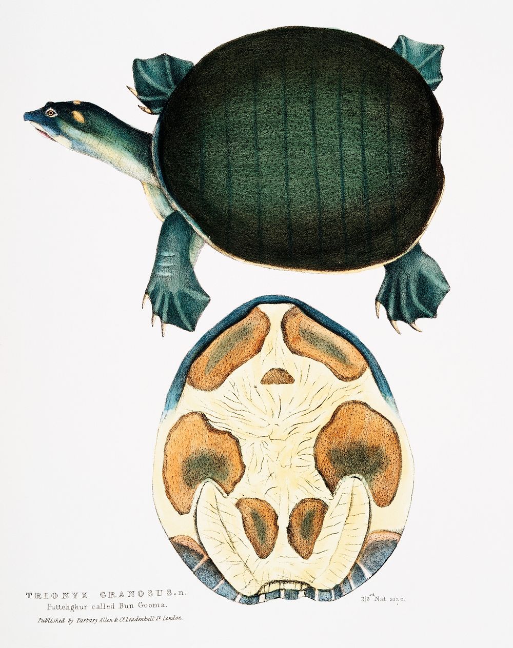 Valvular Trionyx (Emyda punctata), Trionyx granosus from Illustrations of Indian zoology (1830-1834) by John Edward Gray…