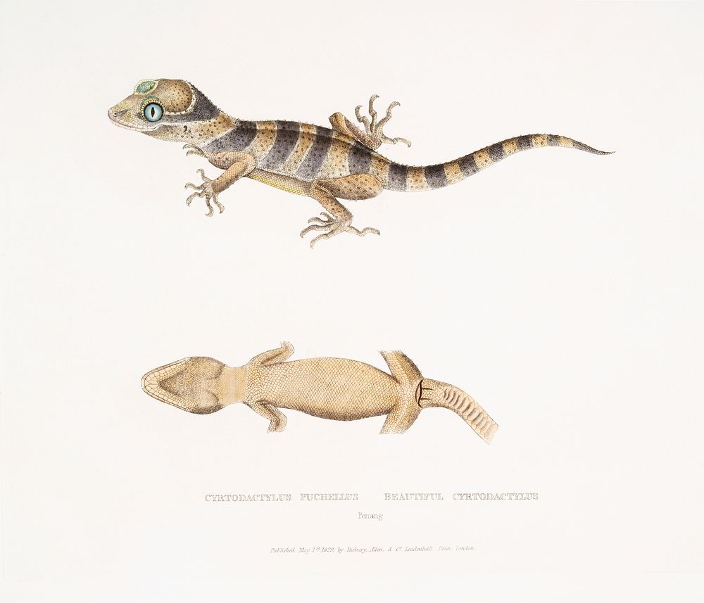 Beautiful Cyrtodactylus (Cyrtodactylus pulchellus) from Illustrations of Indian zoology (1830-1834) by John Edward Gray…