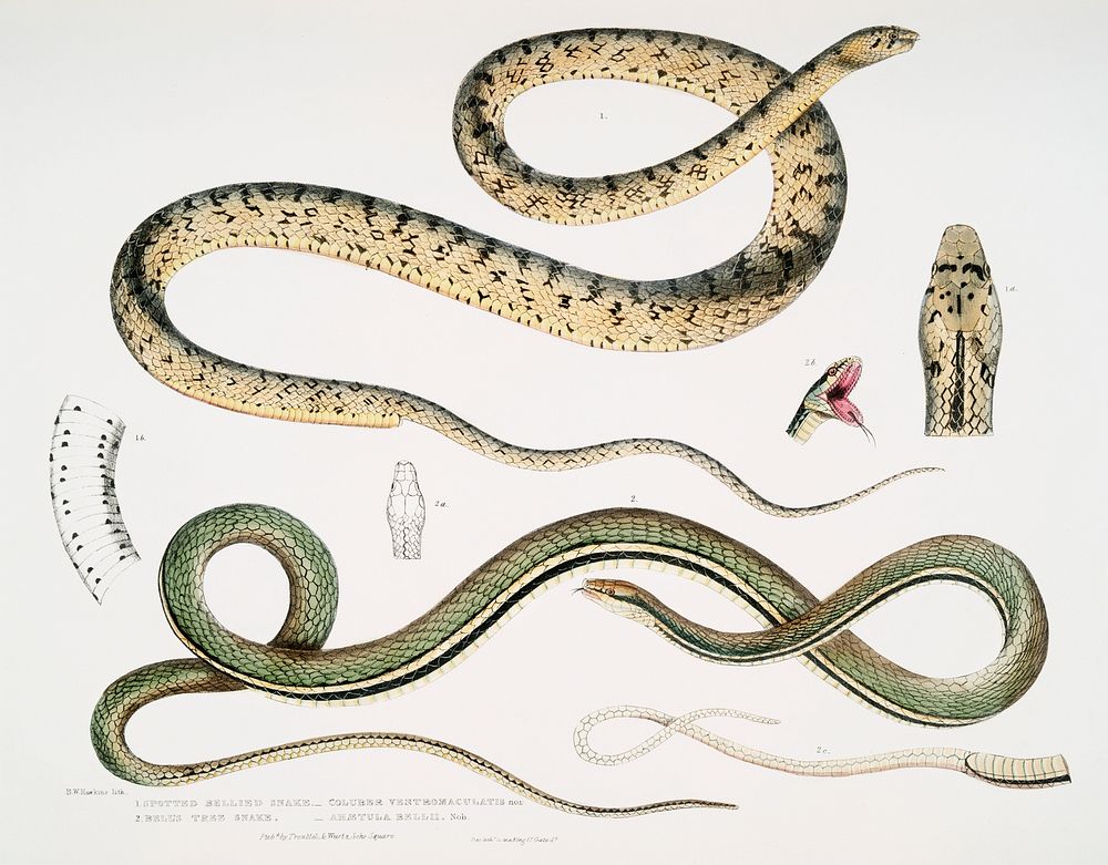 1. Spotted Bellied Snake (Coluber ventromaculatus); 2. Bell's Tree Snake (Ah&aelig;tula Bellii) from Illustrations of Indian…