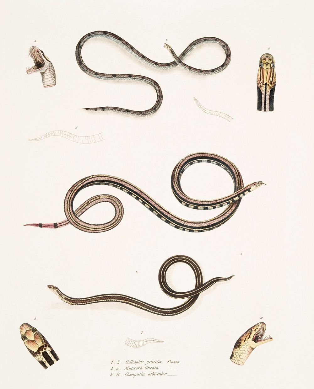 1. Slender Calliophis (Calliophis gracilis); 2. Lined Maticora (Maticora lineata); 3. White Bellied Changulia (Changulia…