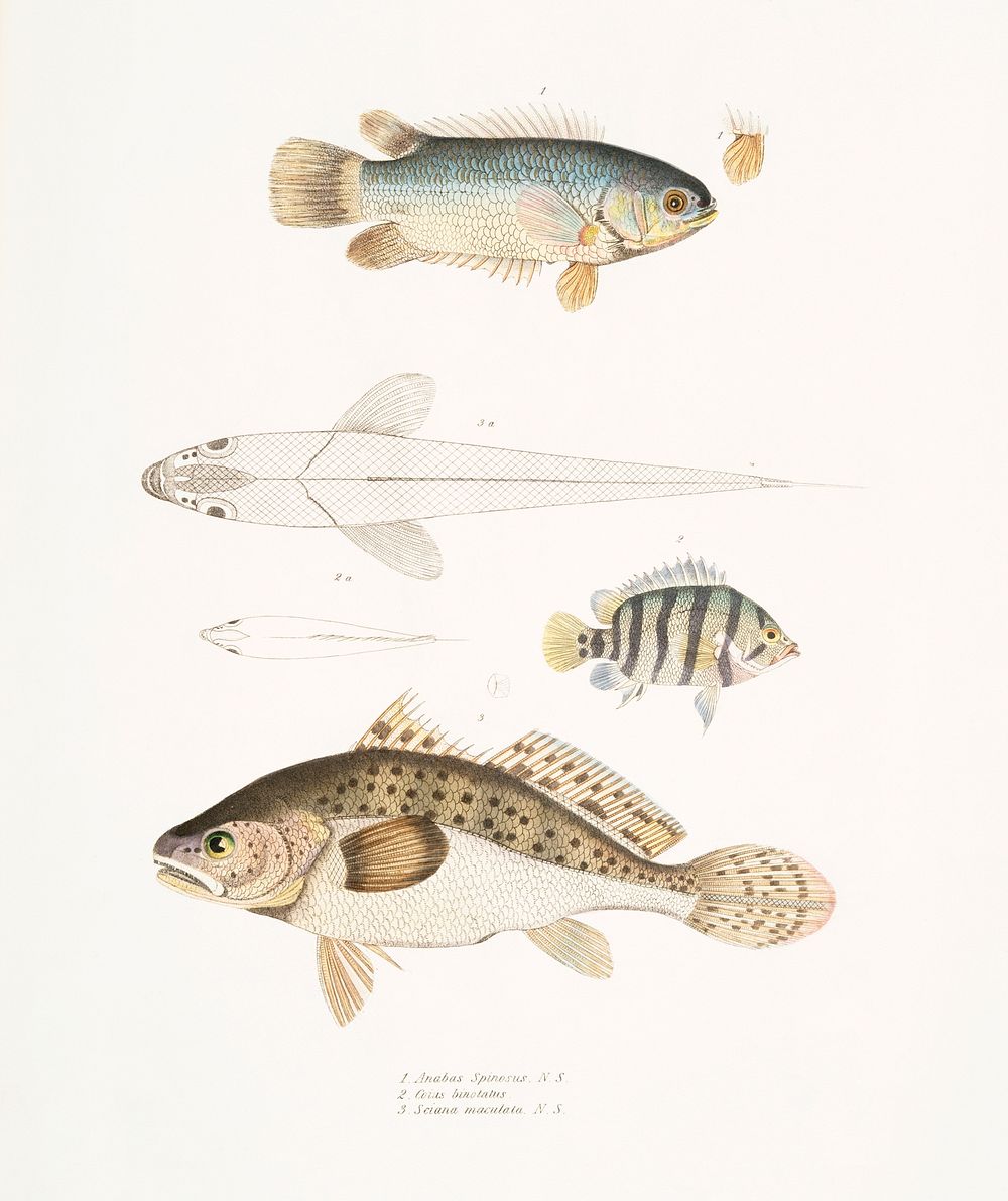 1. Spinose Gilled Anabas (Anabas spinosus); 2. Two Spotted Coius (Coius binotatus); 3. Spotted Sci&aelig;na (Sci&aelig;na…