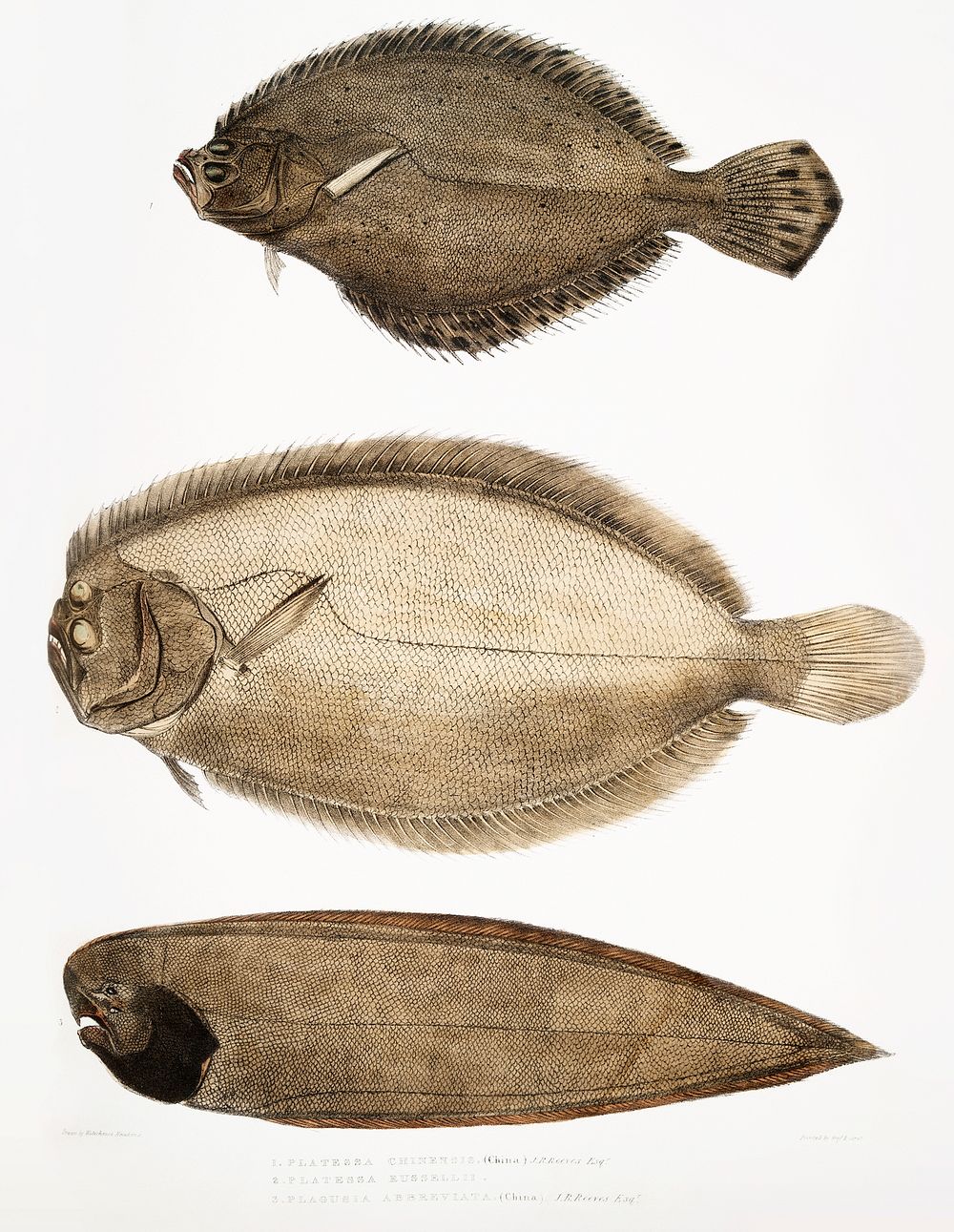 1. Chinese Plaice (Platessa Chinensis); 2. Dr. Russell's Plaice (Platessa Russellii); 3. Short lined Finless Sole (Plagusia…