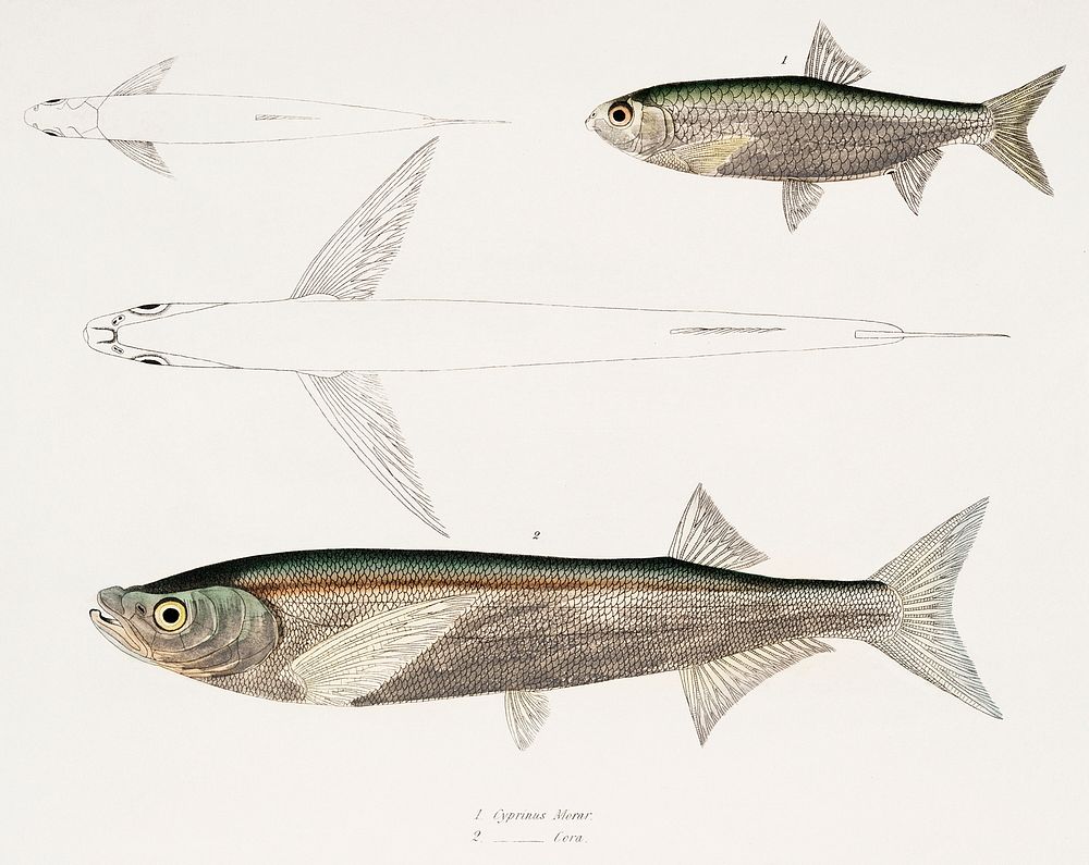 1. Morar Carp (Cyprinus Morar); 2. Cora Carp (Cyprinus Cora) from Illustrations of Indian Zoology (1830-1834) by John Edward…