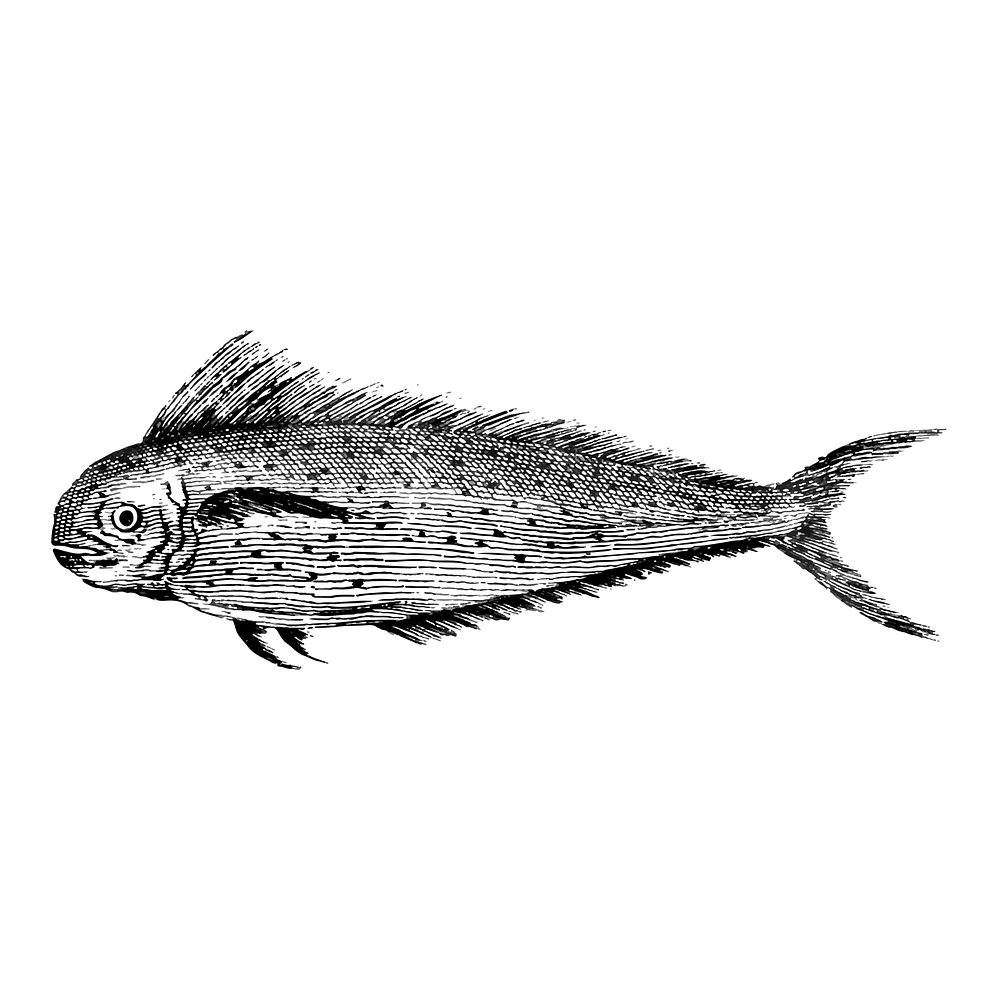 Vintage illustrations of Fish