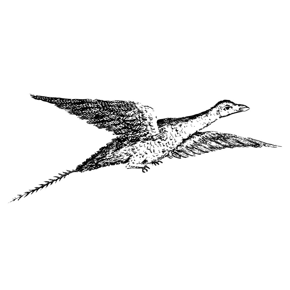Vintage illustration of Bird