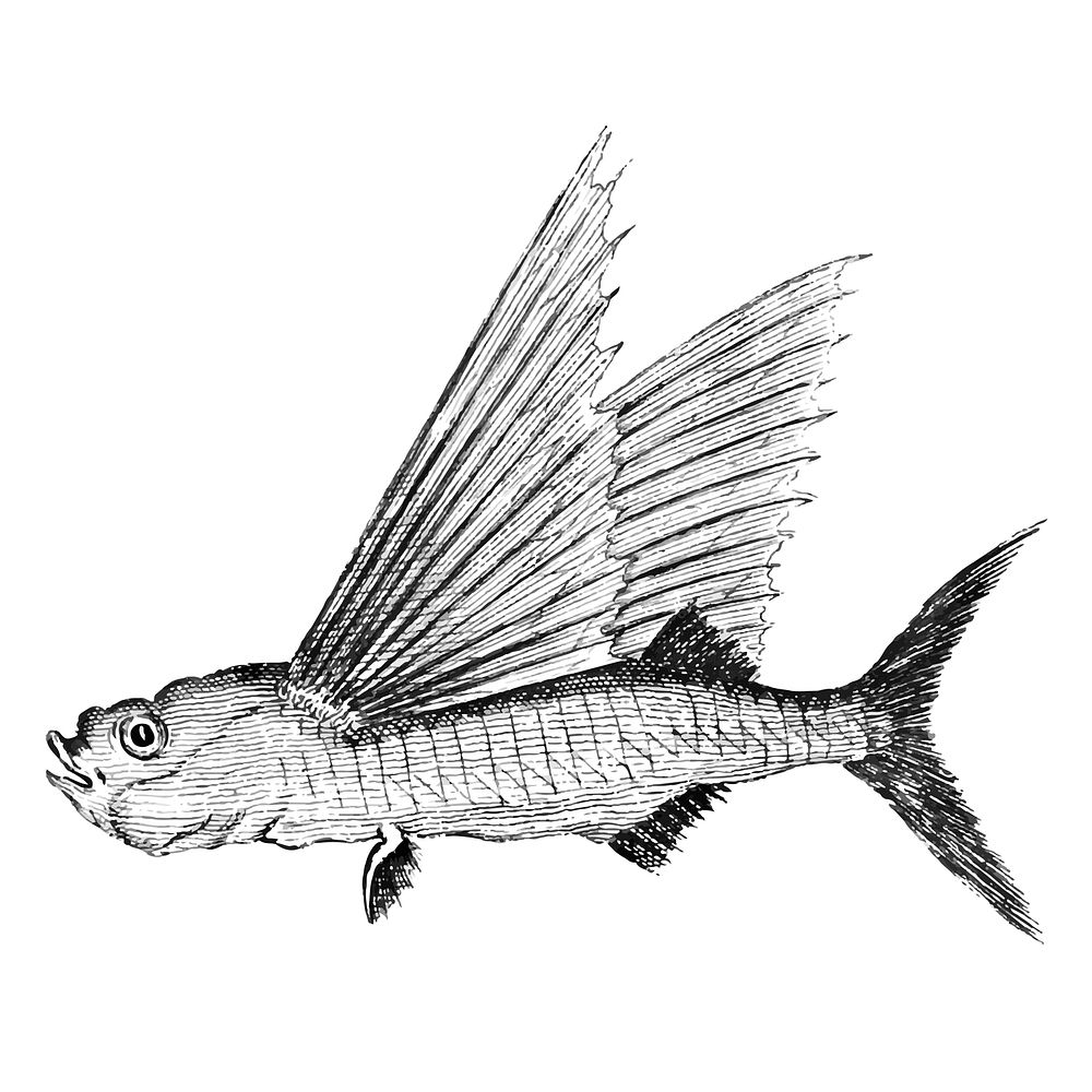 Vintage illustrations of Fish