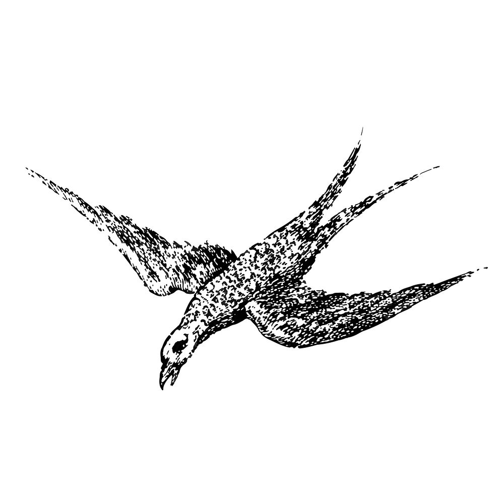 Vintage illustration of Bird
