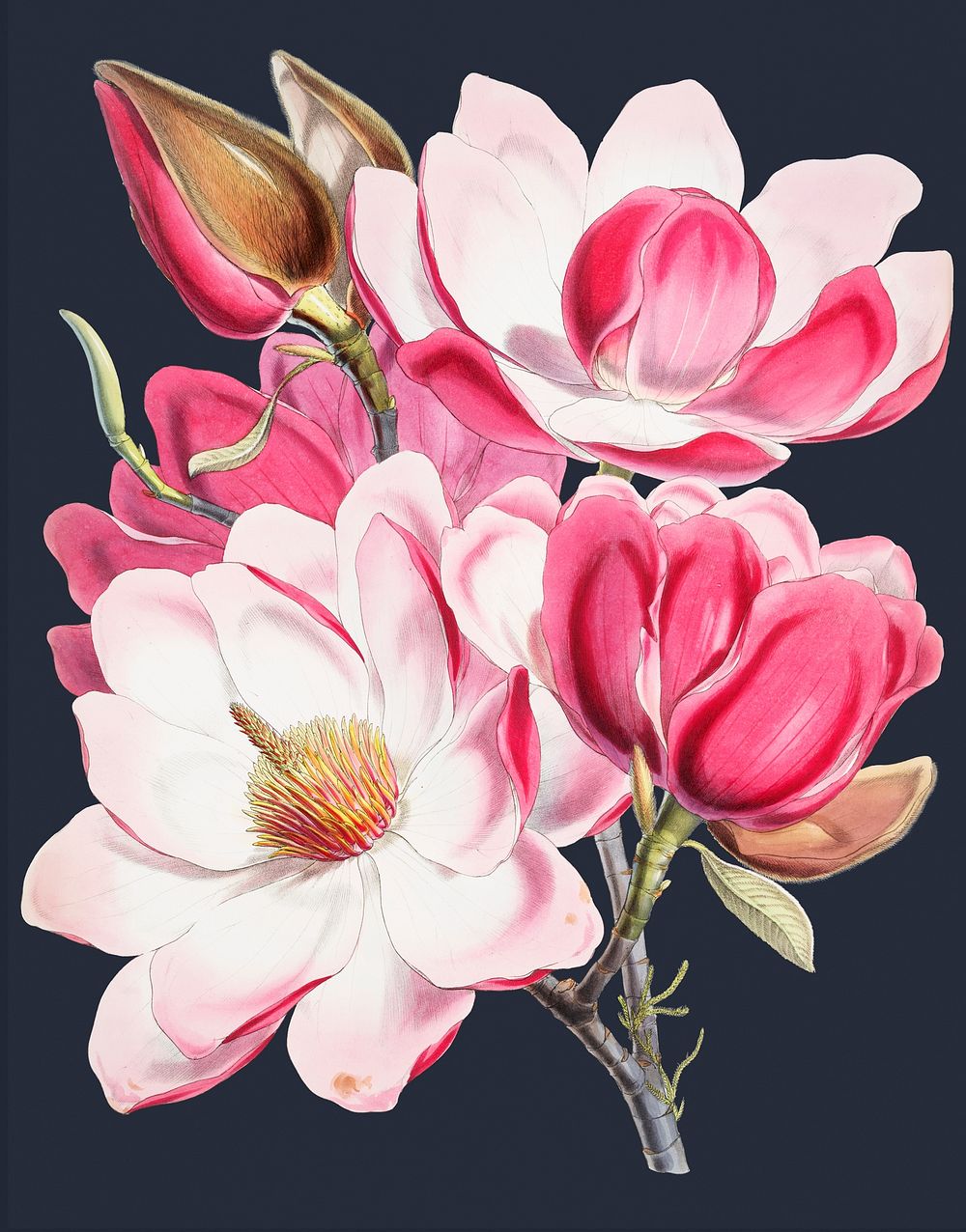 Vintage Illustration of Campbell's magnolia.