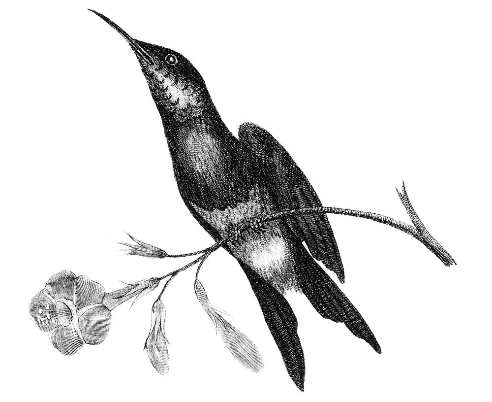 Vintage illustrations of Sunbird