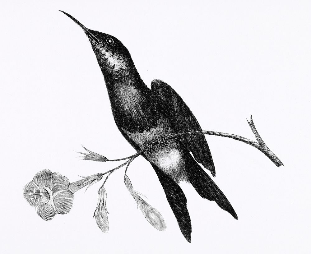 Sunbird from Zoological lectures delivered at the Royal institution in the years 1806-7 illustrated by George Shaw (1751…