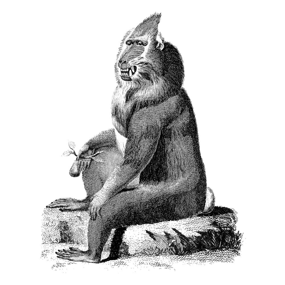 Vintage illustrations of Variegated baboon